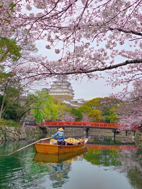 Hoa anh đào ở Lâu đài Himeji