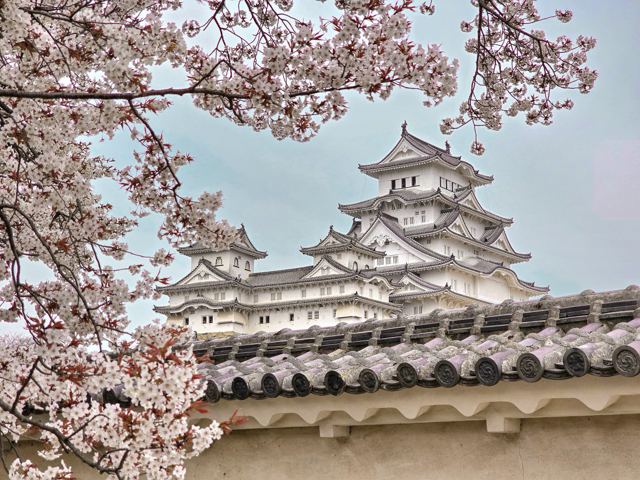 Hoa anh đào ở Lâu đài Himeji